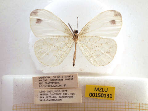 Слика од Leptosia alcesta (Stoll (1781))