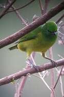 Image of Blue-naped Chlorophonia