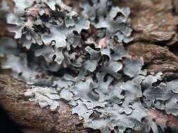 Image of Hammered shield lichen