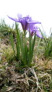 Image of Iris kemaonensis Wall. ex D. Don