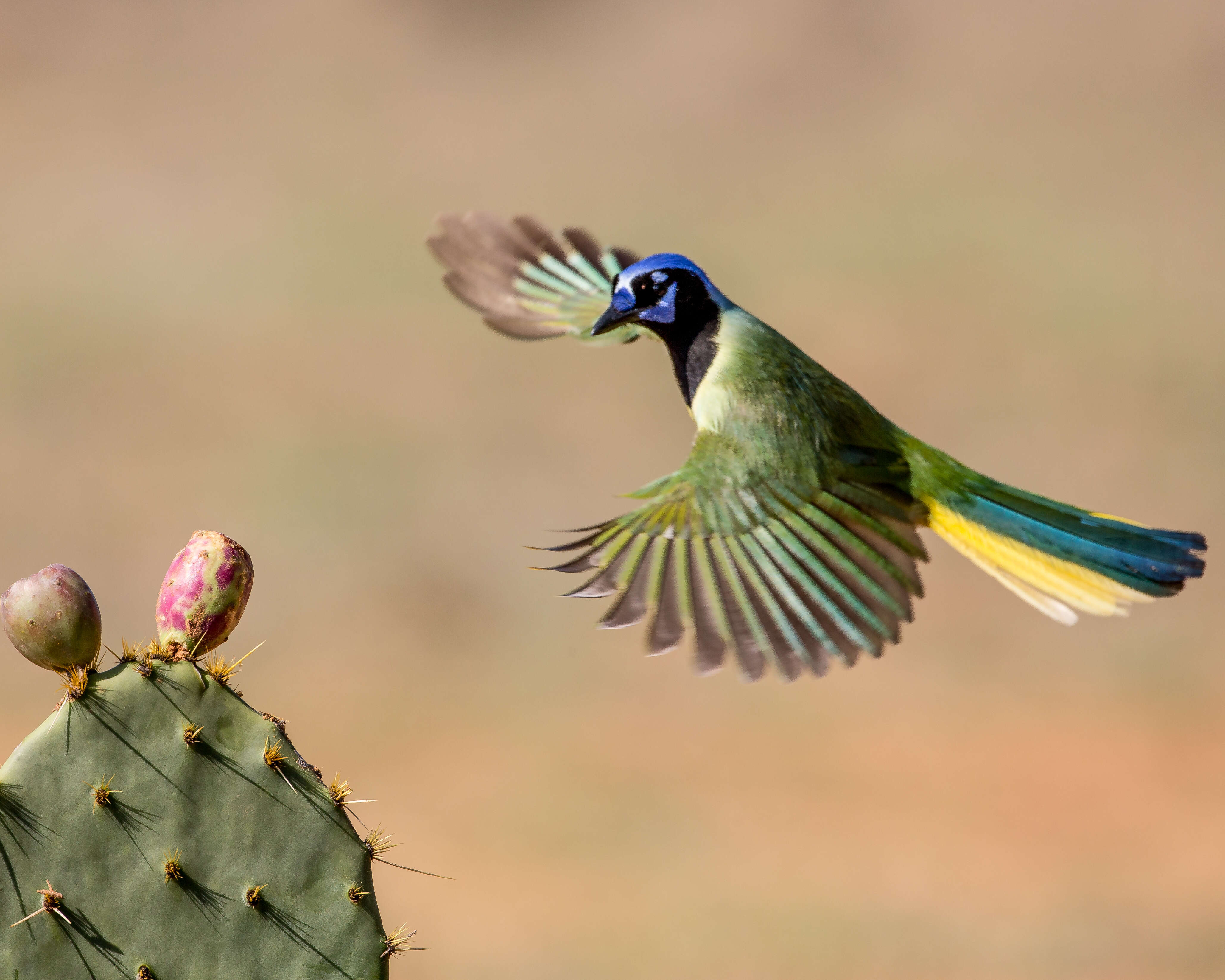 Image of Green Jay