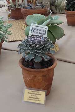 Image of Echeveria shaviana Walther