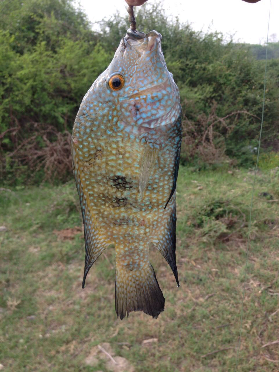 Rio Grande Cichlid Media Encyclopedia Of Life