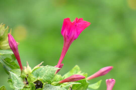 Image of Four o'Clock flower