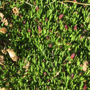 Image of <i>Trifolium nanum</i>