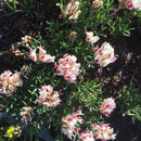 Image of <i>Trifolium dasyphyllum</i>