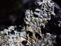 Image of Blue-gray rosette lichen