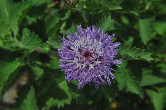 Image de Centratherum punctatum Cass.