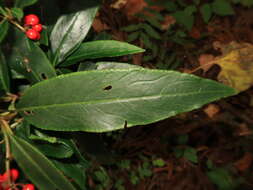 Plancia ëd Ardisia crispa (Thunb.) A. DC.