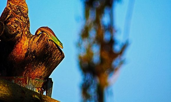 Image of Green Tree Skink