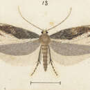 Image of Erechthias macrozyga Meyrick 1916