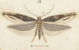 Image of Erechthias macrozyga Meyrick 1916