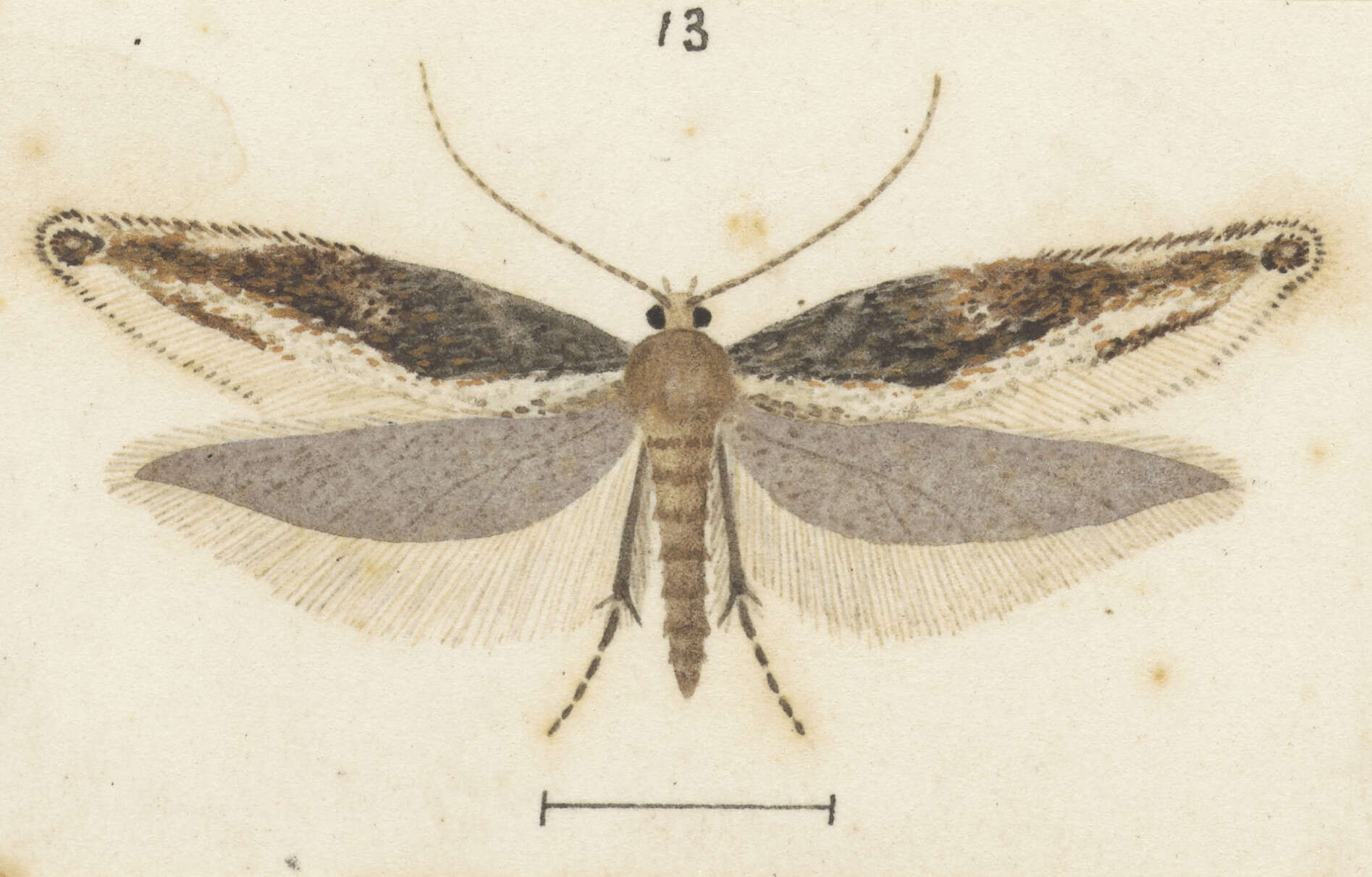 Image of Erechthias macrozyga Meyrick 1916