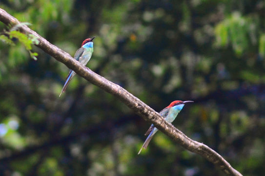 Image of Blue-throated Bee-eater