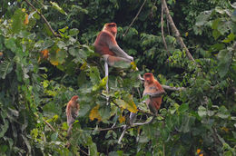 Image of proboscis monkey
