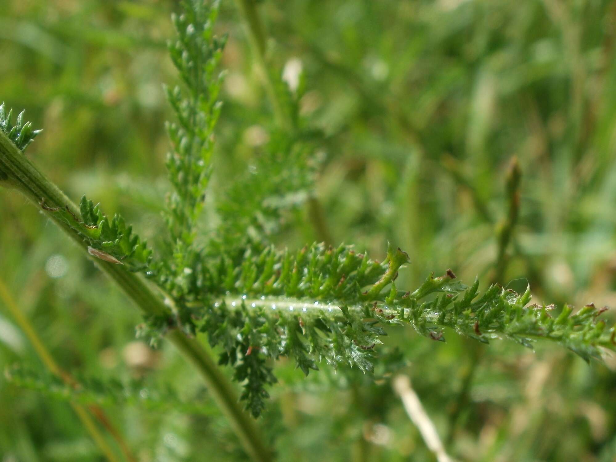 Image of Achillea collina J. Becker ex Rchb.