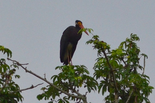 Image of Storm's Stork