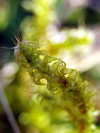 Image of square goose neck moss