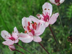 Image of <i>Butomus umbellatus</i>