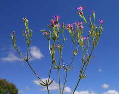 Image of slender centaury