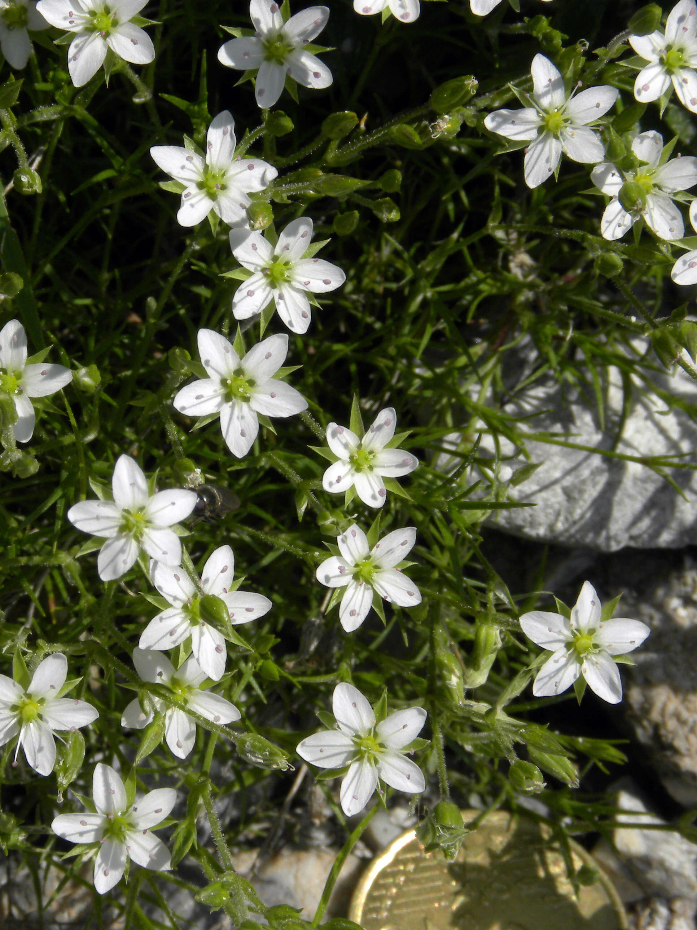 Image of Sabulina verna subsp. verna