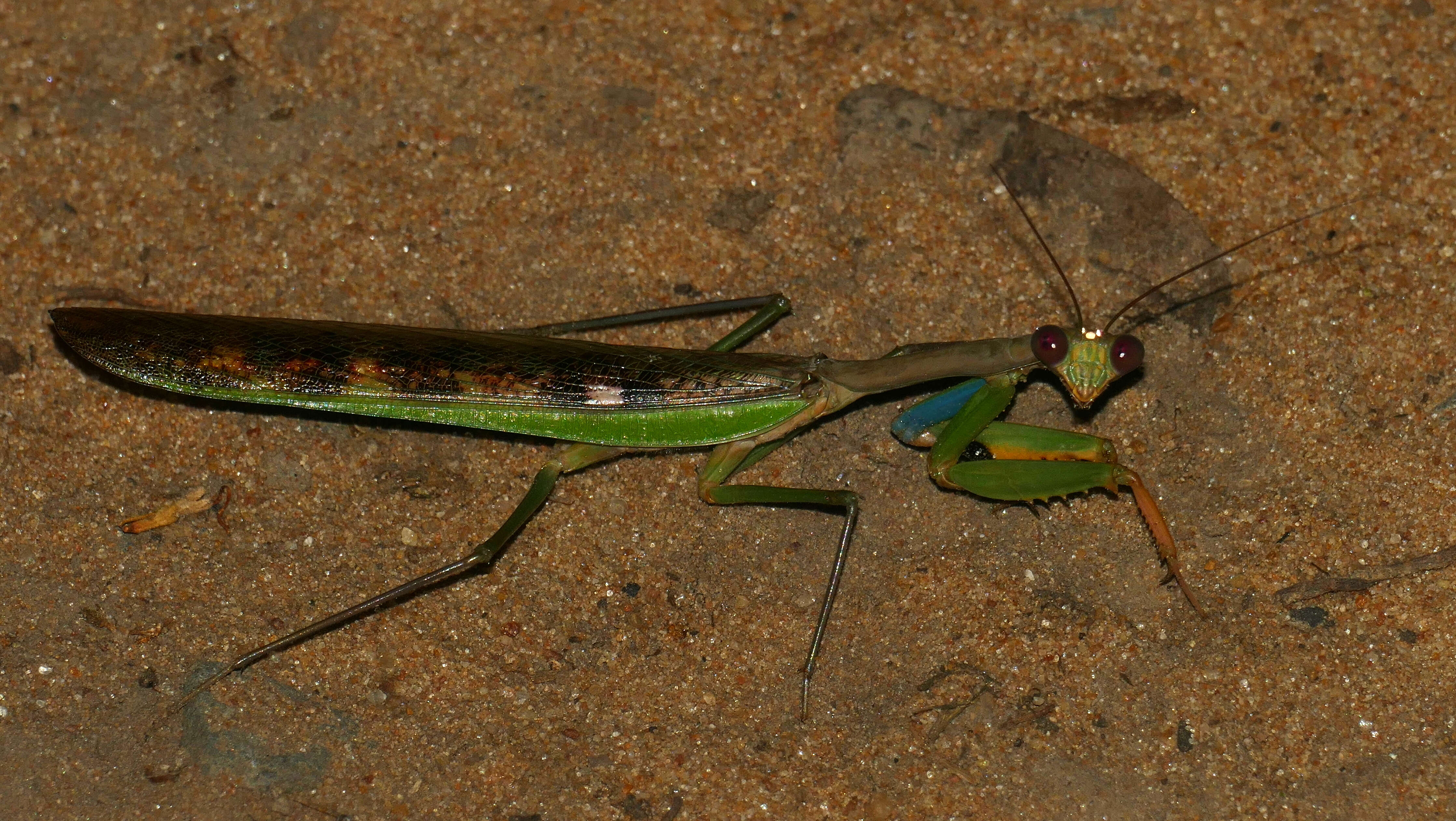 Image of African praying mantis