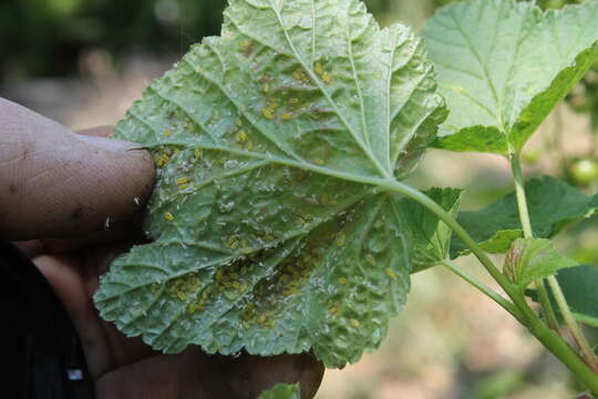 Image of redcurrant aphid