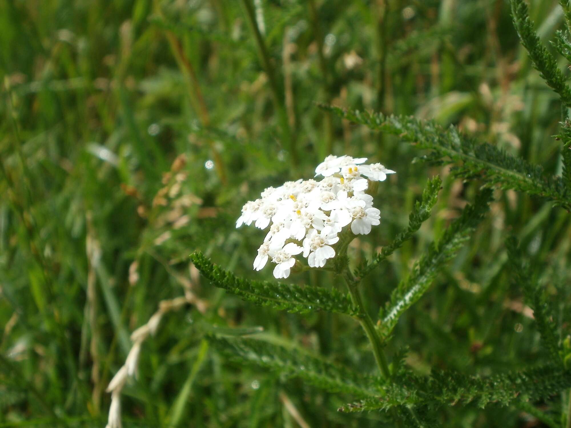 Image of Achillea collina J. Becker ex Rchb.