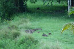 Image of Lesser Capybara