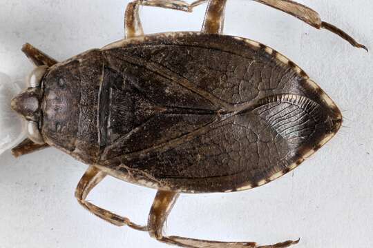 Image of Belostoma minor (Palisot de Beauvois 1820)