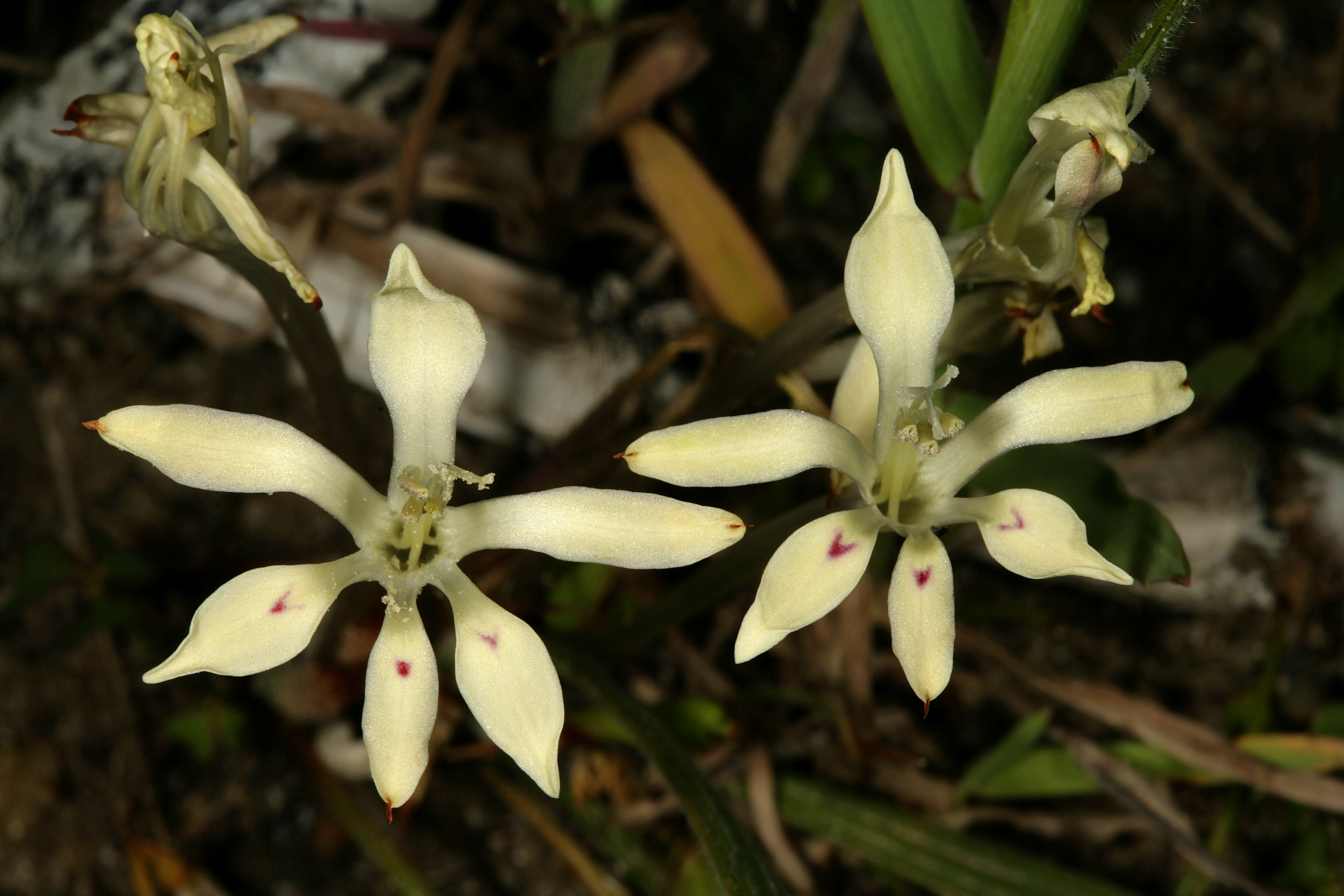 Image de Babiana tubiflora (L. fil.) Ker Gawl.