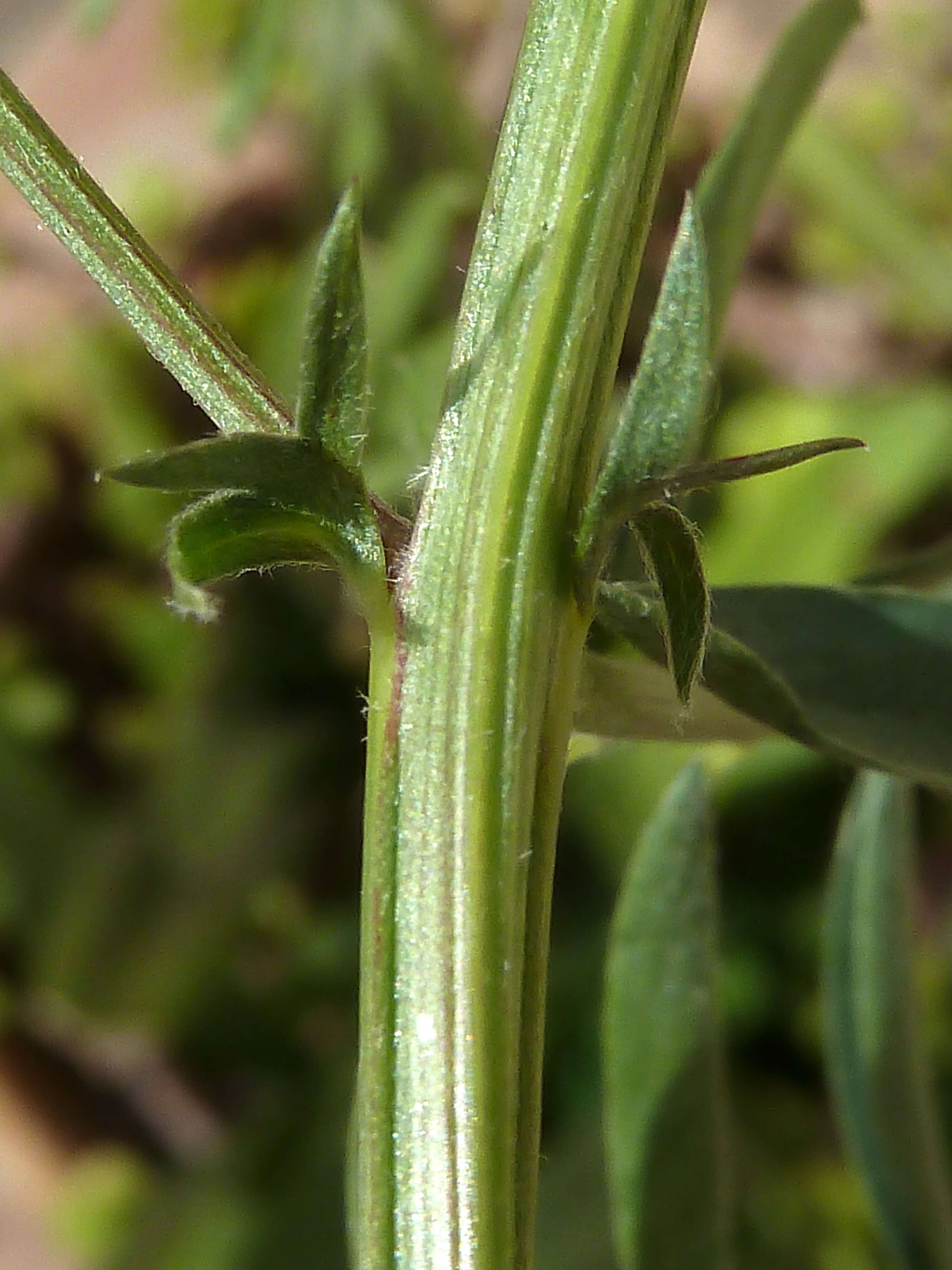 Imagem de Vicia monantha Retz.