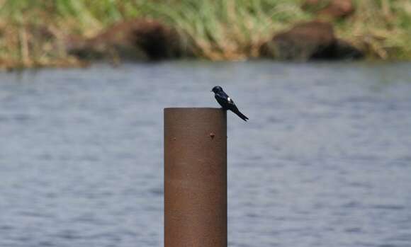 Image of White-bibbed Swallow