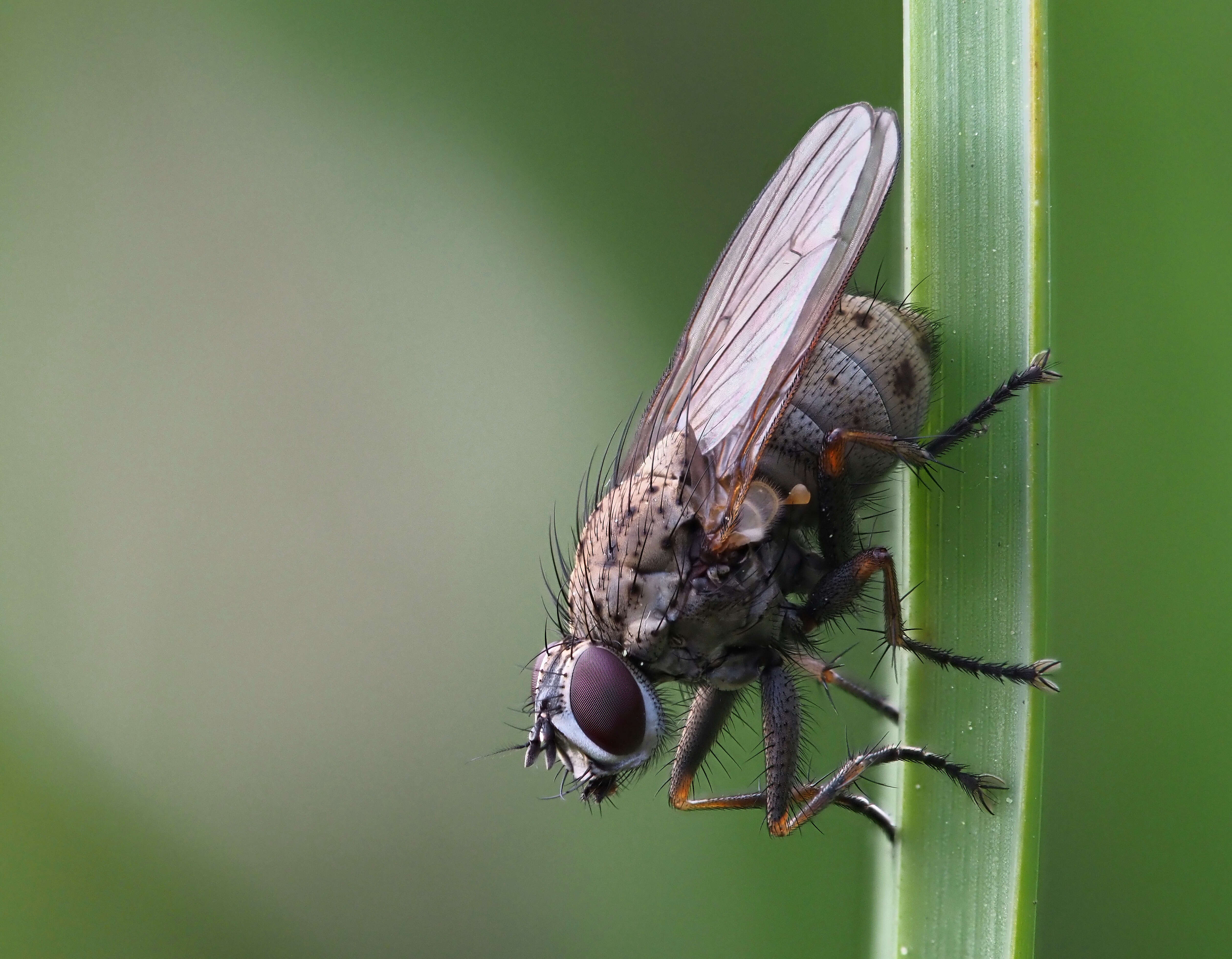 Sivun Coenosia tigrina (Fabricius 1775) kuva