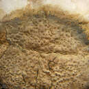 Image of Funck's wart lichen