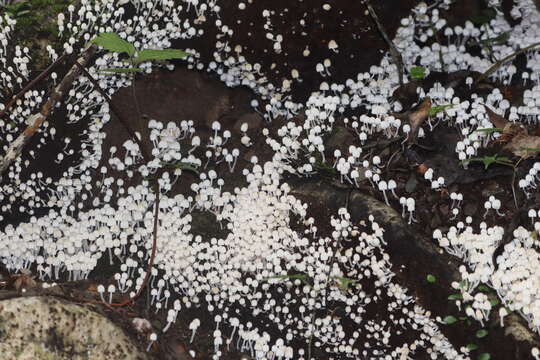 Image of Coprinellus disseminatus (Pers.) J. E. Lange 1938