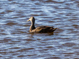 Image of Florida duck