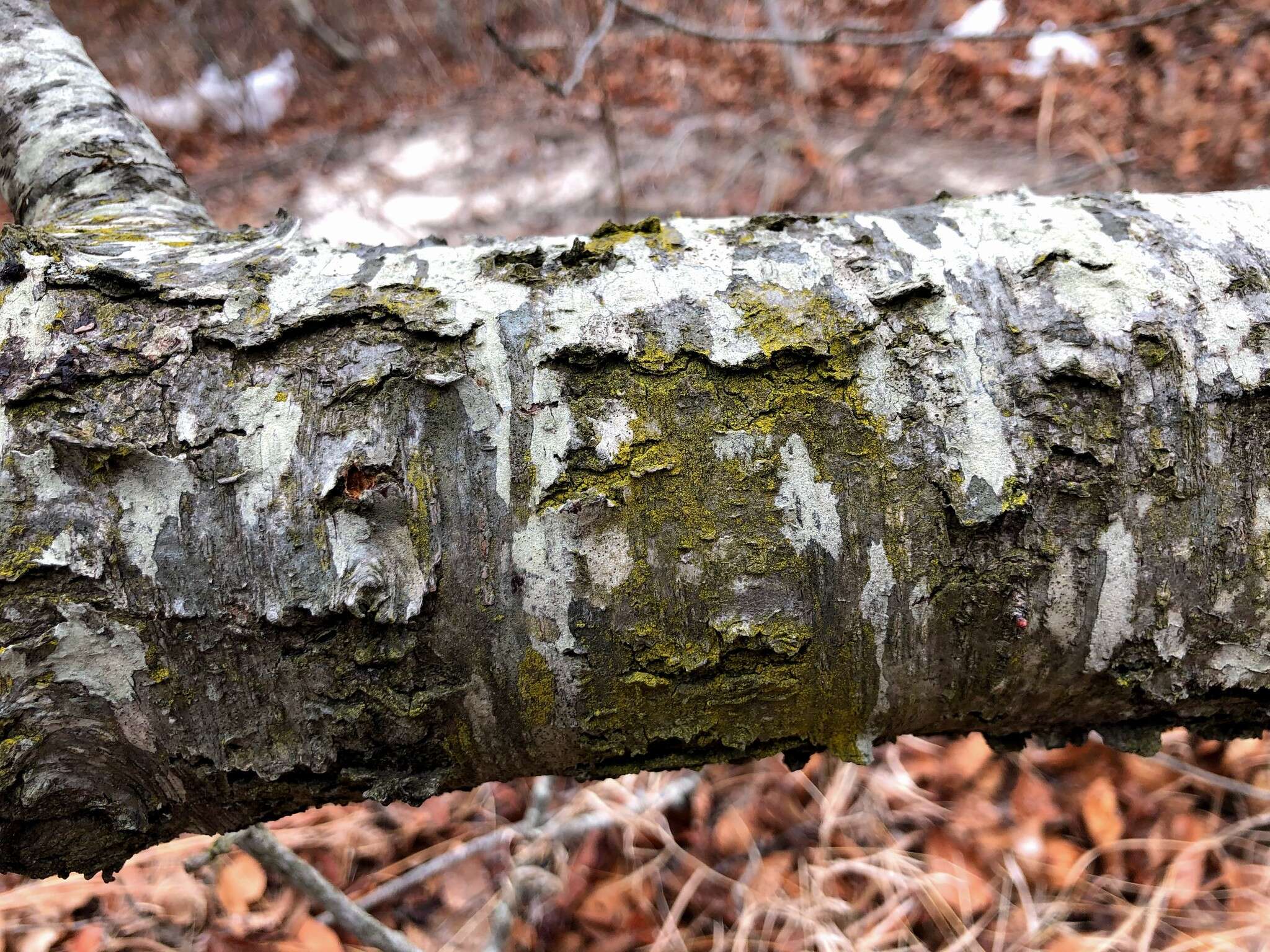 Image of eggyolk lichen