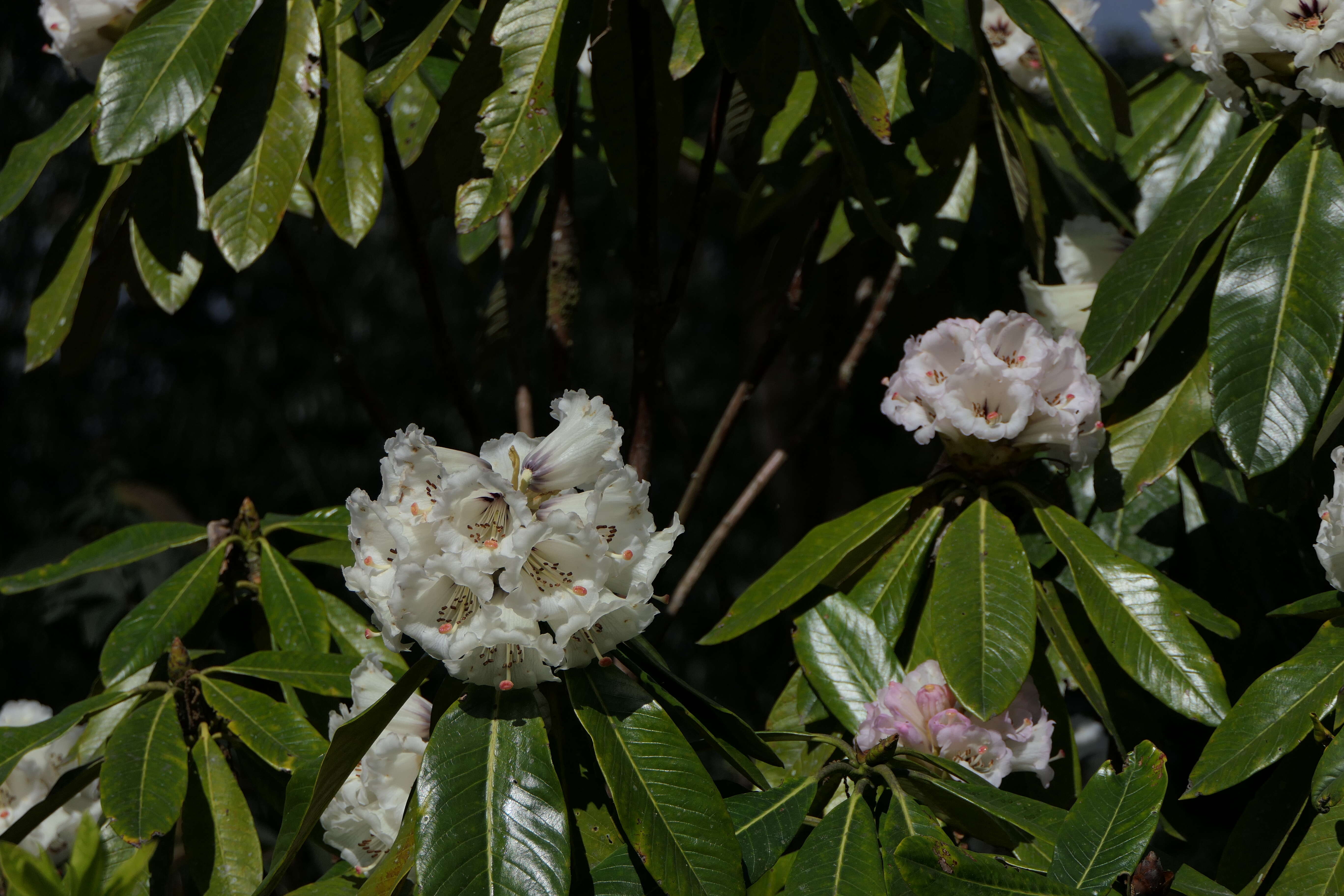 Image of Rhododendron grande Wight