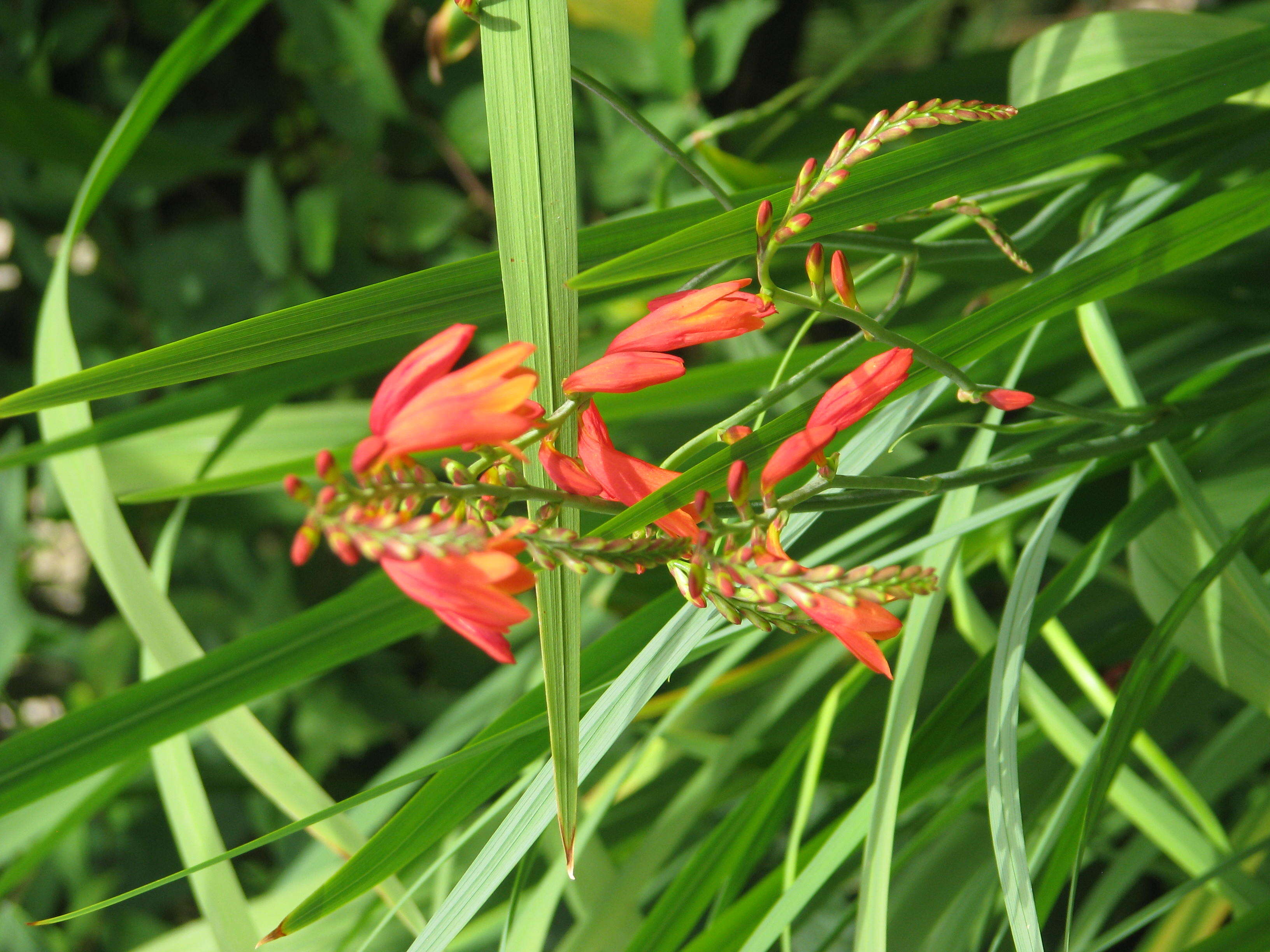 Image of Pott's Montbretia