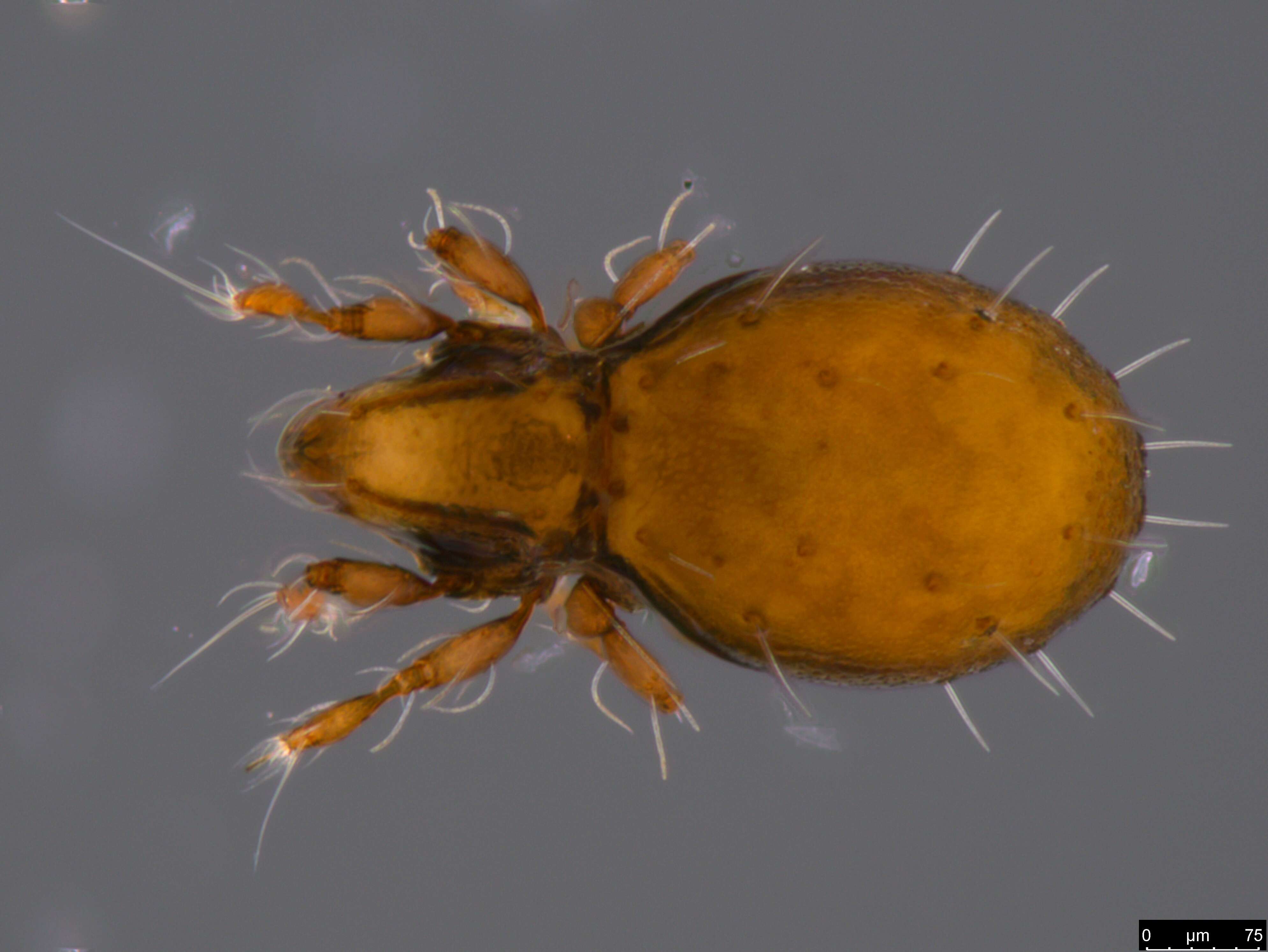 Image of oribatid mites