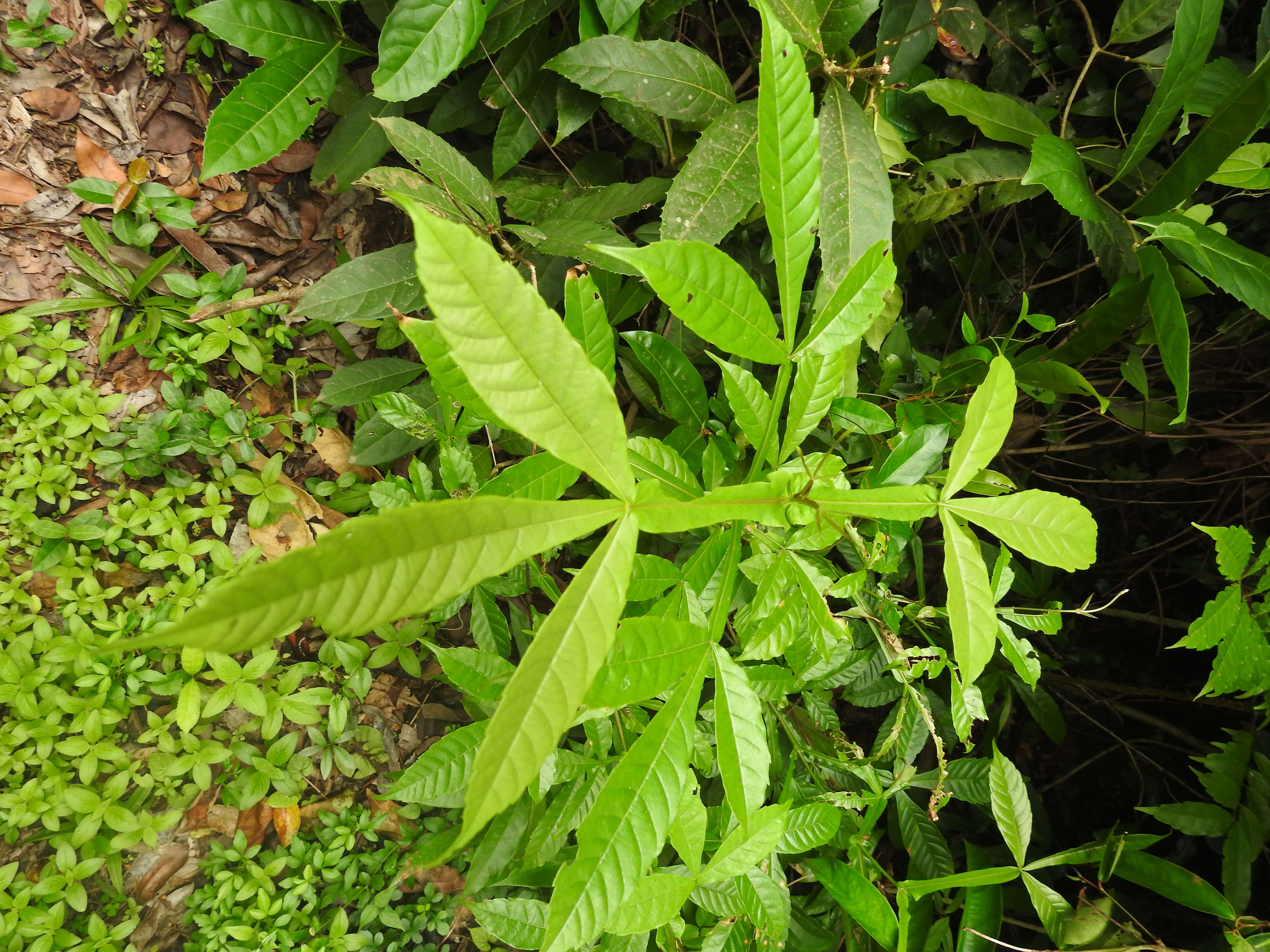 Image of Vitex altissima L. fil.