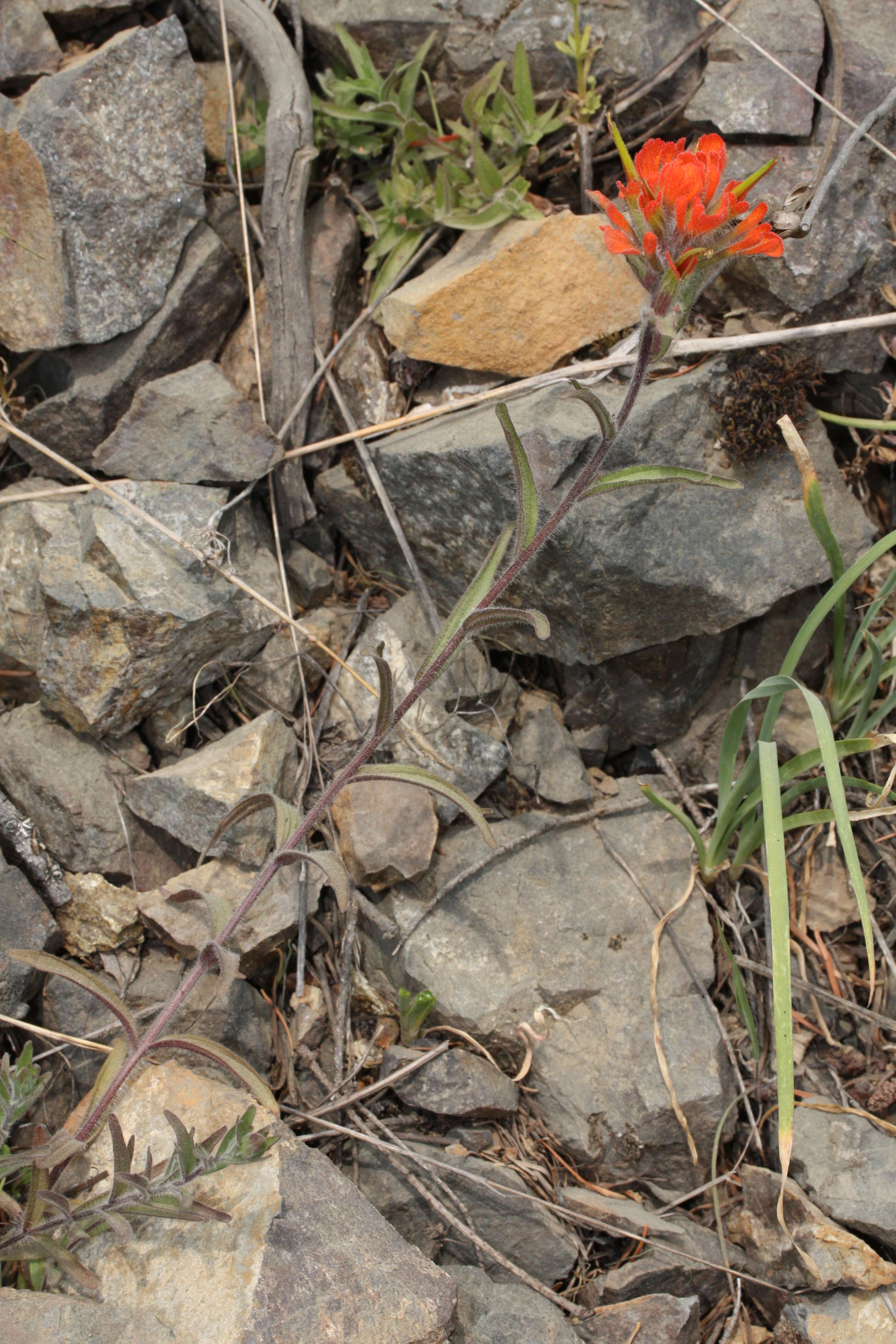 Image of harsh Indian paintbrush