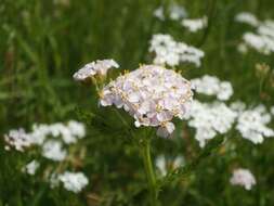 Image of Achillea collina J. Becker ex Rchb.