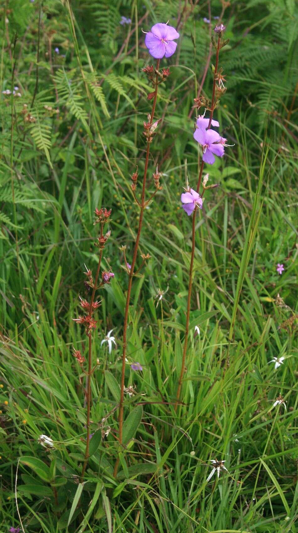 Слика од Pleroma gracile (Bonpl.) A. Gray