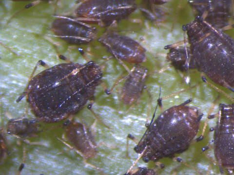 Image of Banana aphid