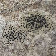 Image of lecidella lichen