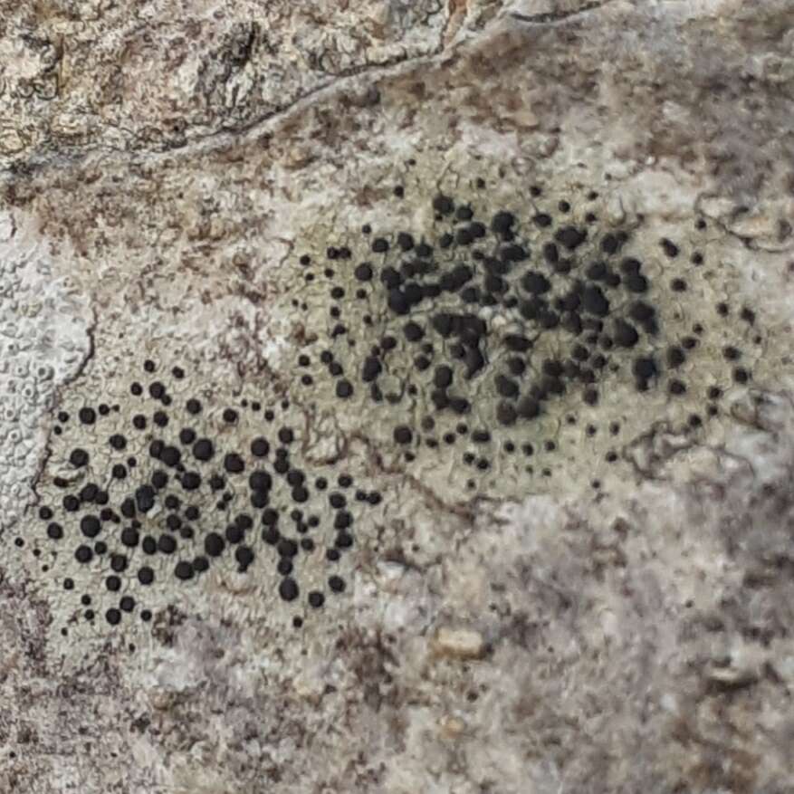 Image of lecidella lichen