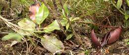 Image of Giant Malaysian Pitcher Plant