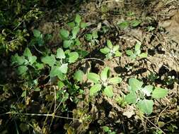 Image of Grey Goosefoot